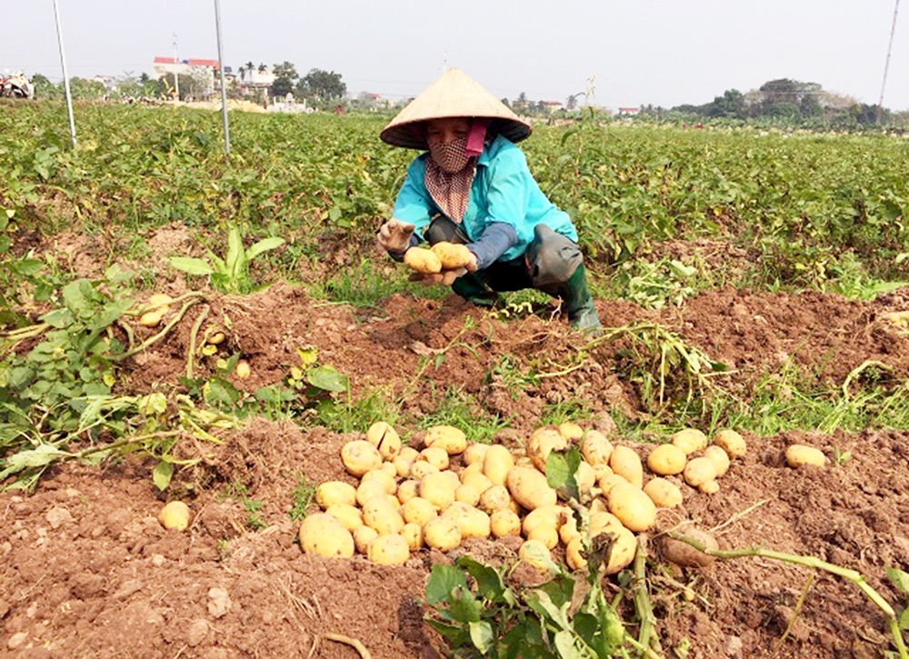 Liên kết giúp hoạt động sản xuất của nông dân thuận lợi, an toàn, hiệu quả hơn. (Ảnh LM).