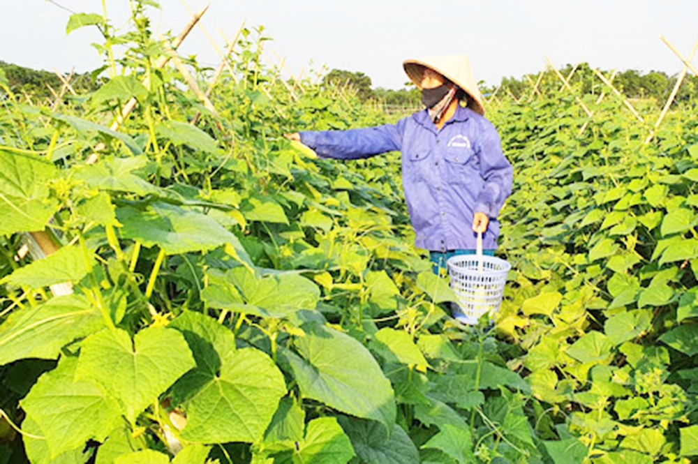 Cần thêm chính sách hỗ trợ để mở rộng các chuỗi giá trị, mang lại lợi ích bền vững (Ảnh LM).