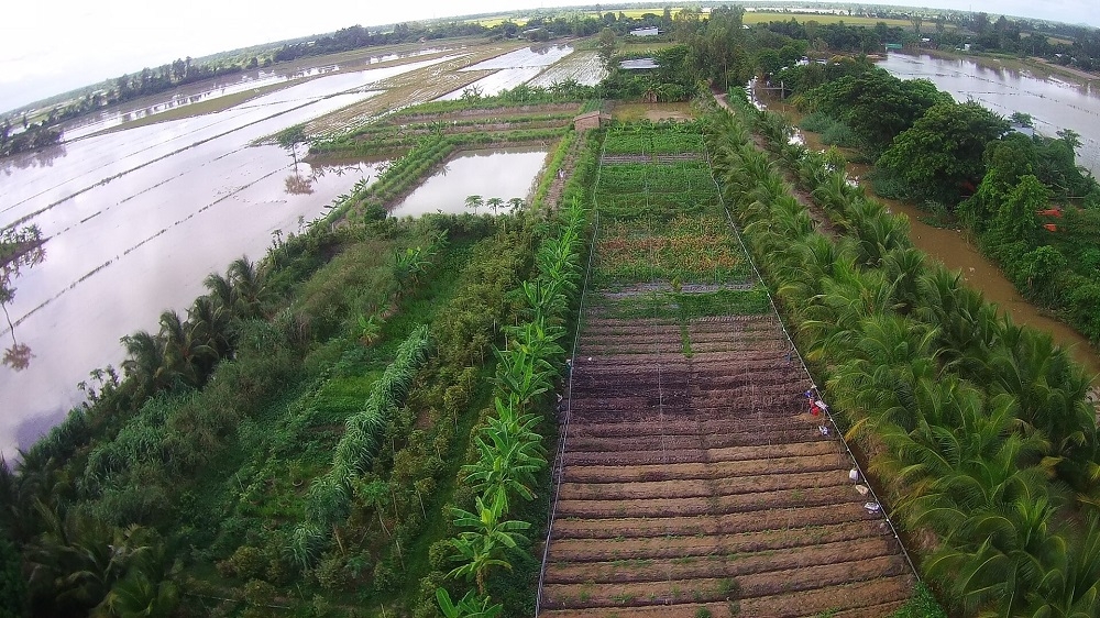 Trang trại Ếch Ộp không lạm dụng nhà màng nhằm tạo môi trường thuận lợi cho các sinh vật sinh sống và phát triển trong môi trường tự nhiên.