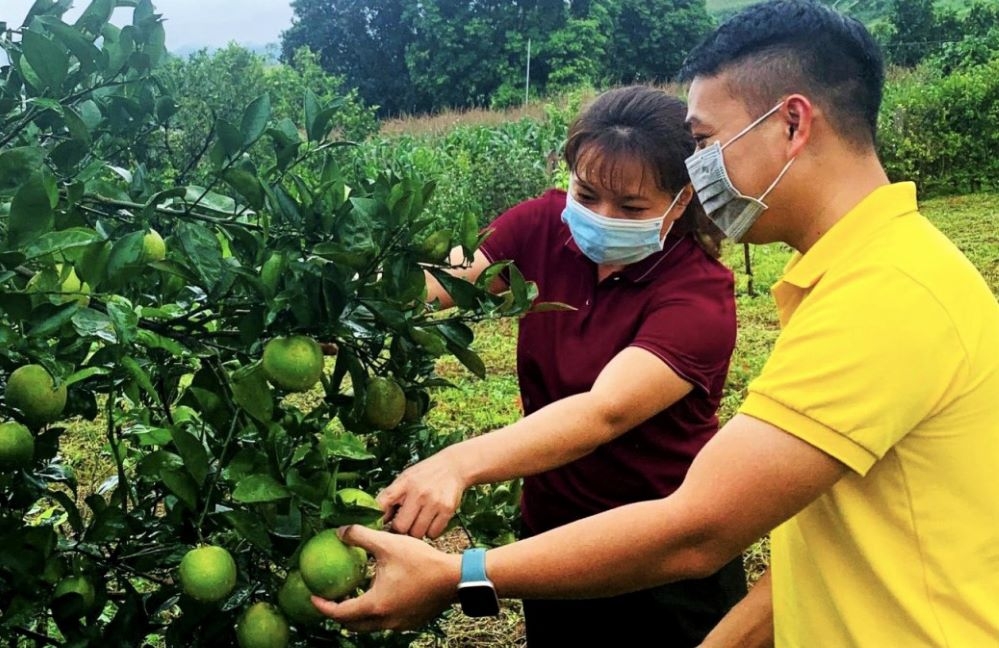 Cần thêm cơ chế hỗ trợ để mở rộng các vùng chuyển đổi, mang lại giá trị bền vững cho người dân (Ảnh TL).