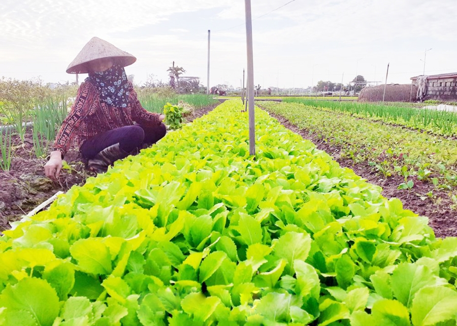 Chuyển đổi cơ cấu cây trồng đang mang lại lợi ích kép cả về kinh tế và môi trường sinh thái (Ảnh TL).