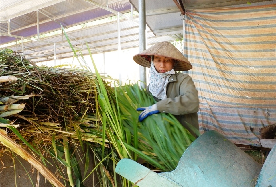 Người dân tự trồng và chế biến cỏ để chủ động nguồn thức ăn cho bò.