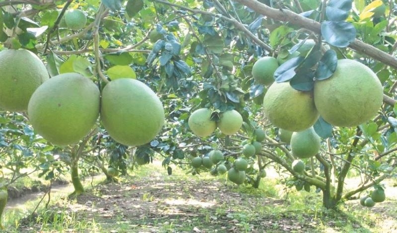 Trồng bưởi theo tiêu chuẩn VietGAP cho năng suất cao, chất lượng tốt, đầu ra ổn định (Ảnh TL)