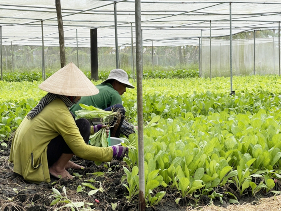 Nông nghiệp thị xã Long Mỹ đang được đẩy mạnh theo hướng an toàn sinh thái, chuỗi giá trị.