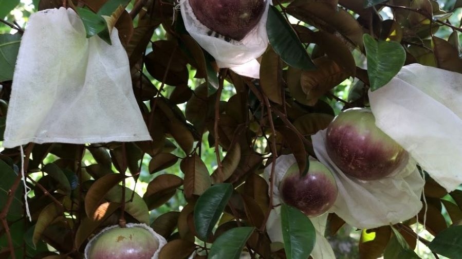 Tuân thủ đúng quy trình về kỹ thuật canh tác, bao trái, sử dụng thuốc bảo vệ thực vật an toàn, hiệu quả, vú sữa tím xuất khẩu được vào các thị trường khó tính (Ảnh: TL)