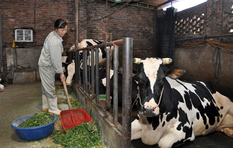 Chăn nuôi bò sữa theo quy trình khép kín, chú trọng bảo vệ môi trường giúp người dân nâng cao thu nhập.