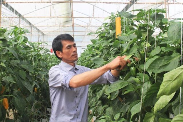 Các HTX đóng vai trò tiên phong trong sản xuất gắn liền hiệu quả kinh tế với bảo vệ môi trường tại huyện Đức Trọng (Ảnh: TL)