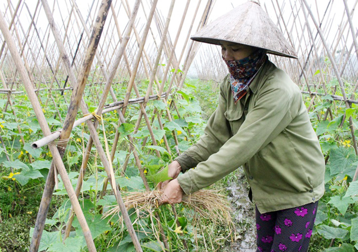 Quá trình tái cơ cấu nông nghiệp hiệu quả ở Tam Dương đang có dấu ấn của các HTX.