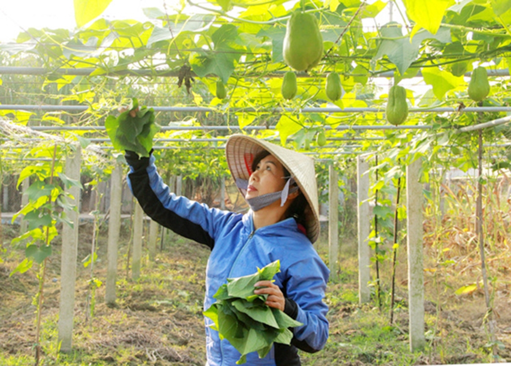 Huyện Tam Dương sẽ tiếp tục đẩy mạnh hỗ trợ để nhân rộng các mô hình sản xuất hiện đại gắn với an toàn sinh thái.