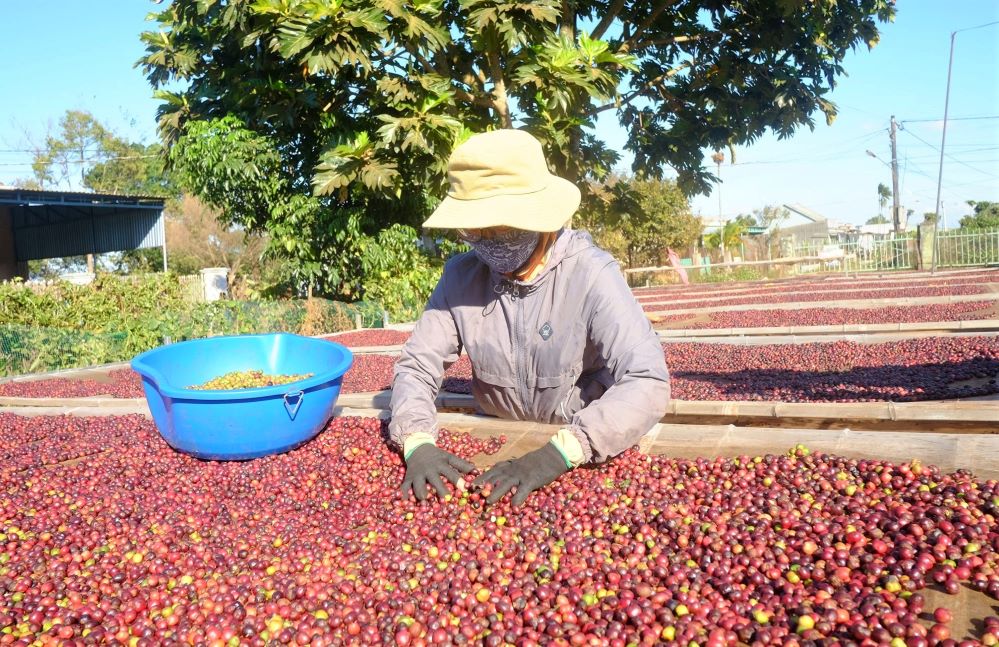 Chú trọng sản xuất sạch, bảo vệ môi trường để xây dựng nông nghiệp trên nền tảng sẵn có gắn với thương hiệu “Gia Lai xanh” (Ảnh: TL)