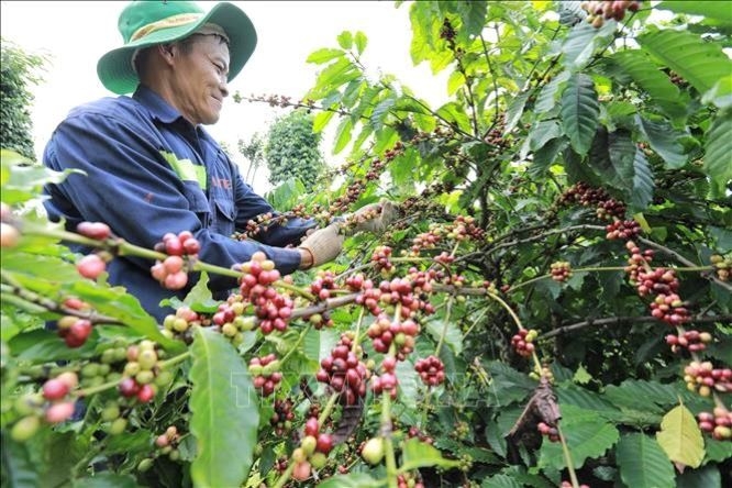 Sản xuất cà phê bền vững mang lại chất lượng vượt trội, đồng thời góp phần bảo vệ môi trường (Ảnh: Int)