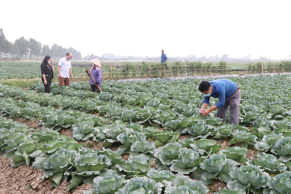 Sản xuất theo hướng hàng hóa gắn với an toàn sinh thái là chủ trương của ngành nông nghiệp huyện Gia Lộc.