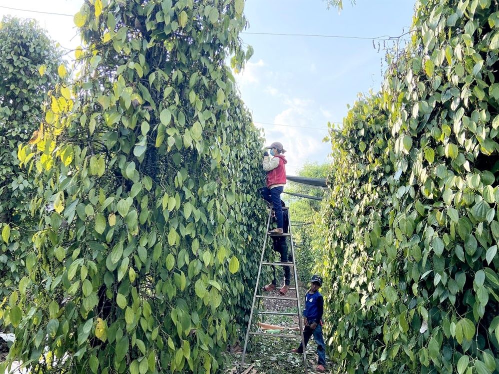 Sản xuất theo hướng hữu cơ để nâng cao giá trị sản phẩm, cạnh tranh trên thị trường một cách sòng phẳng (Ảnh: Int)