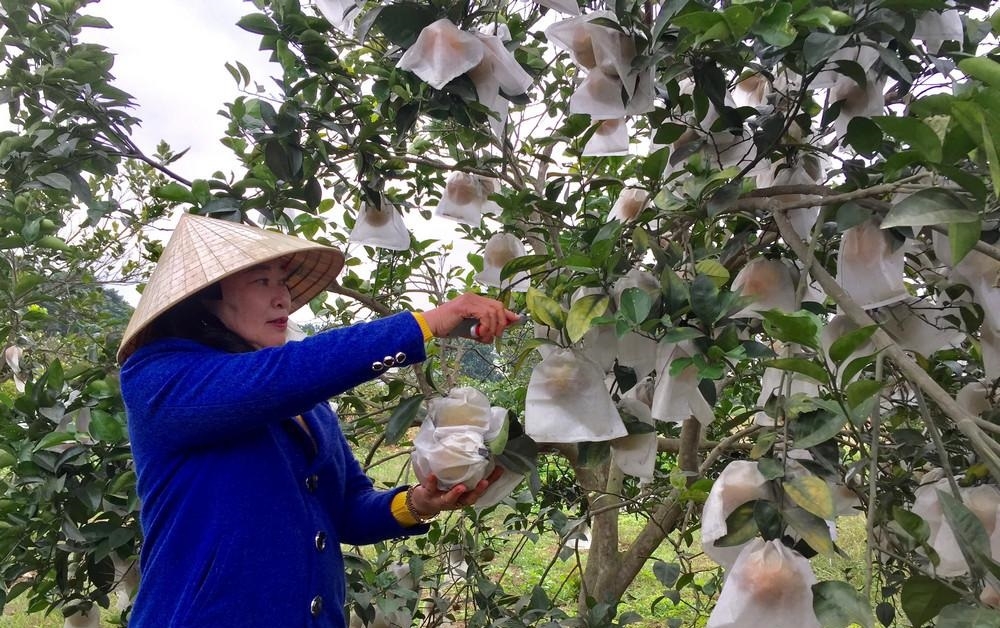 Cam được bọc túi giúp hạn chế việc sử dụng thuốc bảo vệ thực vật.