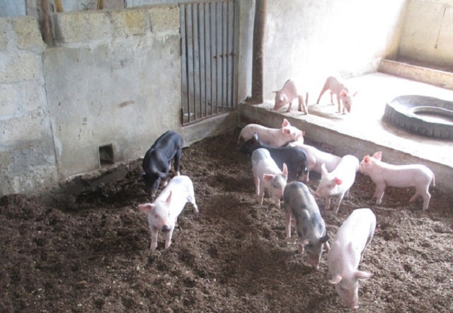 Ứng dụng khoa học công nghệ trong xử lý chất thải chăn nuôi là các giải pháp quan trọng nhằm giữ vững môi trường xanh, bền vững.