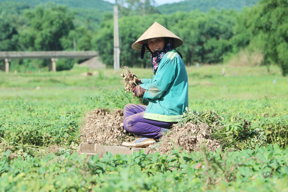 Sản xuất theo hướng hàng hóa gắn với an toàn sinh thái là hướng đi cần được đẩy mạnh (Ảnh BHT).