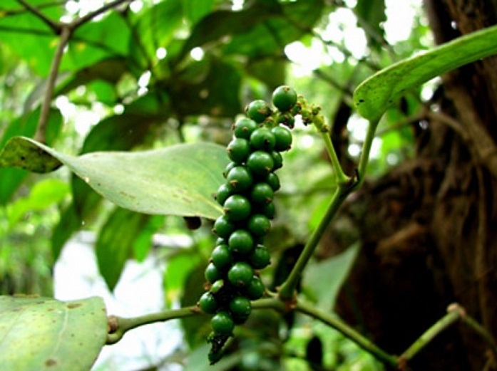 Giá tiêu giảm 500 đồng/kg so với ngày hôm qua.