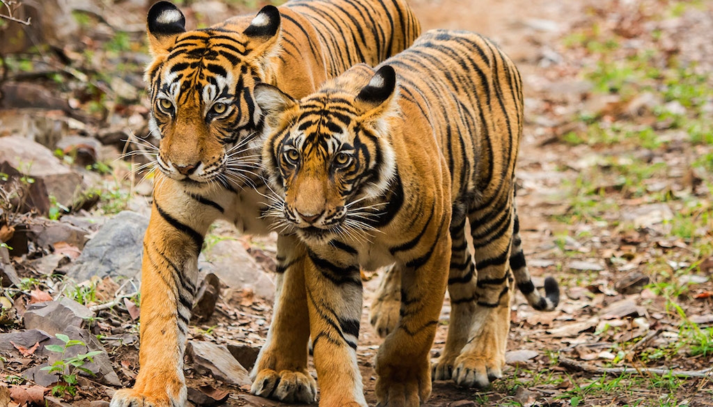 Hổ Sumatra chỉ nặng từ 100 - 140 kg