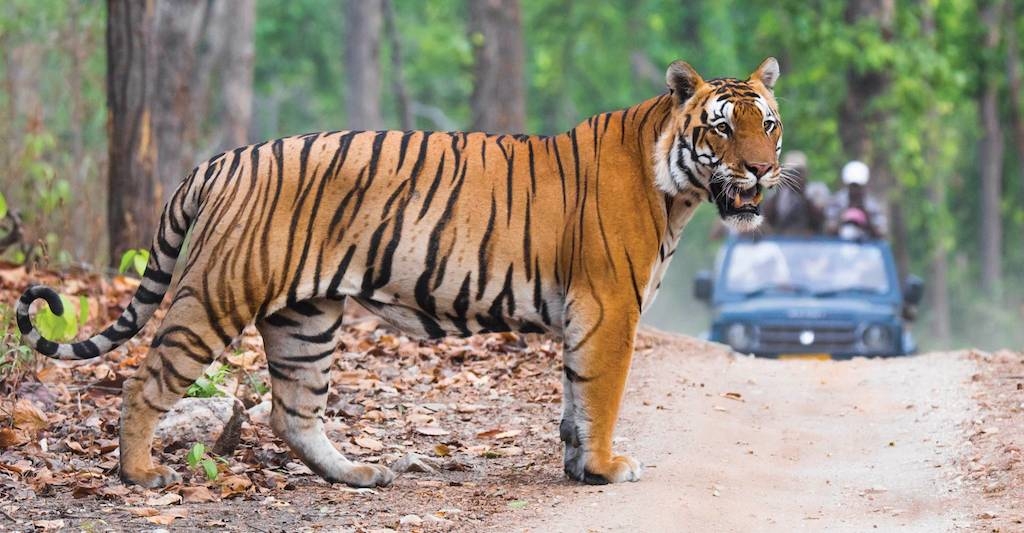 Ấn Độ được xem là một trong những môi trường sống lớn nhất và an toàn nhất cho hổ trên toàn thế giới.