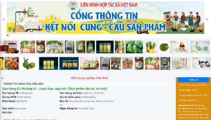 Cổng thông tin kết nối cung cầu sản phẩm của Liên minh HTX Việt Nam là một trng những kênh tiêu thụ nông sản cho các HTX trên cả nước.