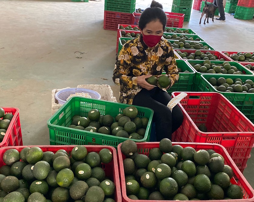 Để HTX phục hồi và phát triển bền vững, rất cần sự hỗ trợ của Nhà nước trong việc tạo cơ chế chính sách thuận lợi cho khu vực kinh tế tập thể.