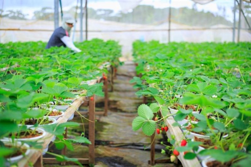 Tập trung nguồn lực nhằm chuyển dịch cơ cấu kinh tế nông nghiệp, phát triển nông nghiệp hàng hóa (Ảnh: TL)