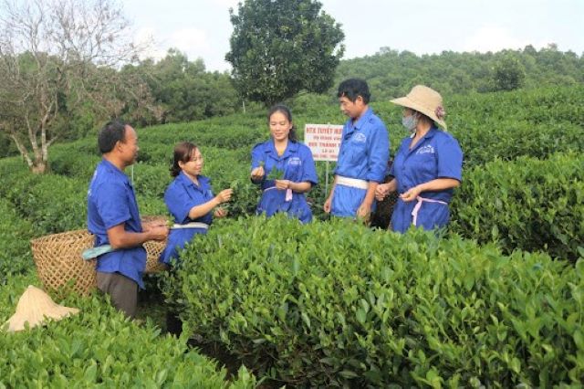 Các HTX đóng vai trò tiên phong trong sản xuất theo chuẩn GAP, xây dựng chuỗi liên kết giá trị trên địa bàn huyện Đồng Hỷ (Ảnh: TL)