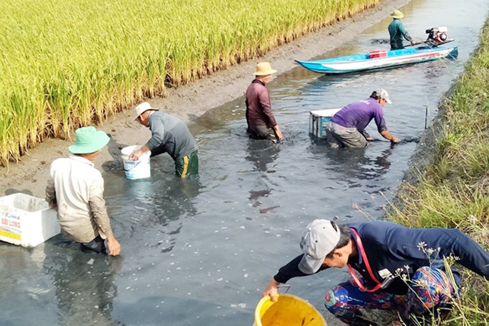 Mô hình cá - lúa kết hợp là hướng đi hiệu quả cho các vùng đồng trũng. (Ảnh MH)