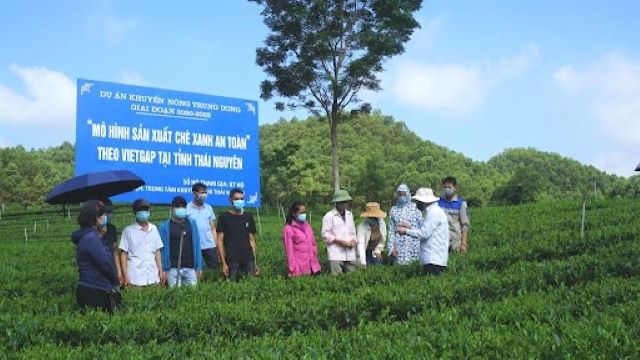 Sản xuất theo các tiêu chuẩn VietGAP và hữu cơ giúp gia tăng giá trị của sản phẩm chè, tăng thu nhập cho nông dân, đồng thời góp phần bảo vệ môi trường sinh thái và sức khỏe người tiêu dùng (Ảnh: TL)