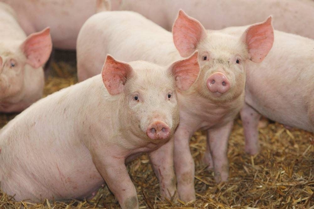 Người chăn nuôi lo mất Tết vì giá lợn hơi hiện nay vẫn đứng yên hoặc giảm ở một số địa phương.