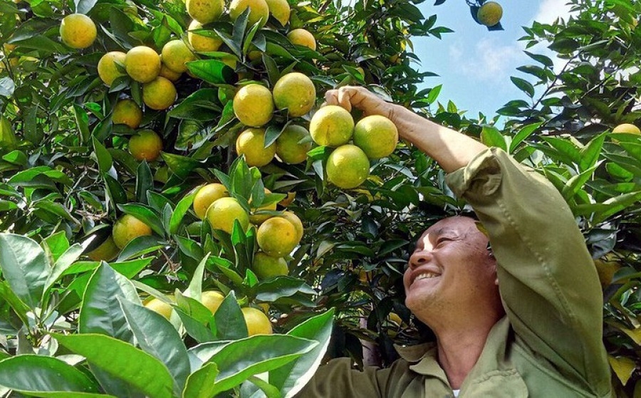 Trồng cam bằng phân hữu cơ trên đất dốc giúp bảo vệ môi trường, phủ xanh đất trống đồi núi trọc.