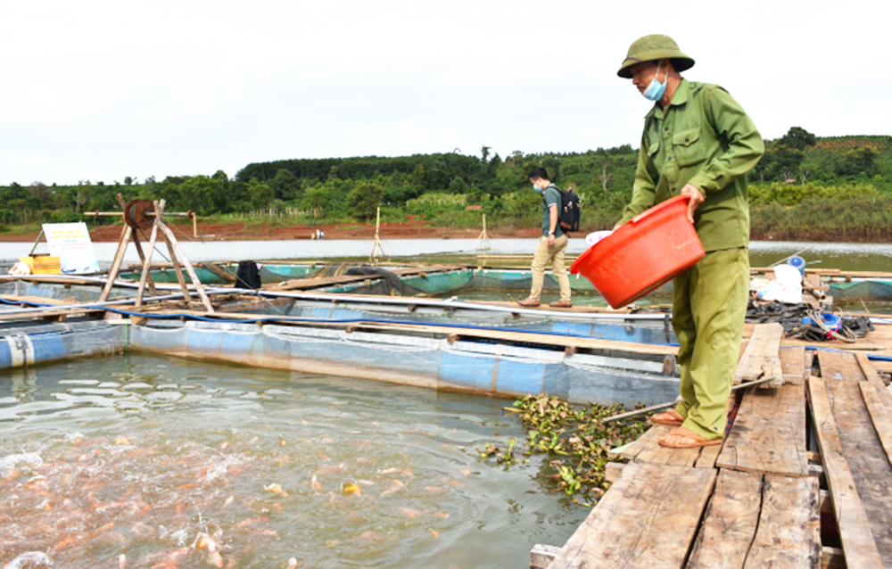 Thực tế cho thấy mô hình cá lồng bè có rất nhiều tiềm năng nhân rộng ở Đak Đoa.