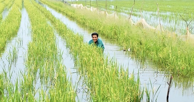 Mô hình cá- lúa của HTX nông nghiệp An Mỹ.