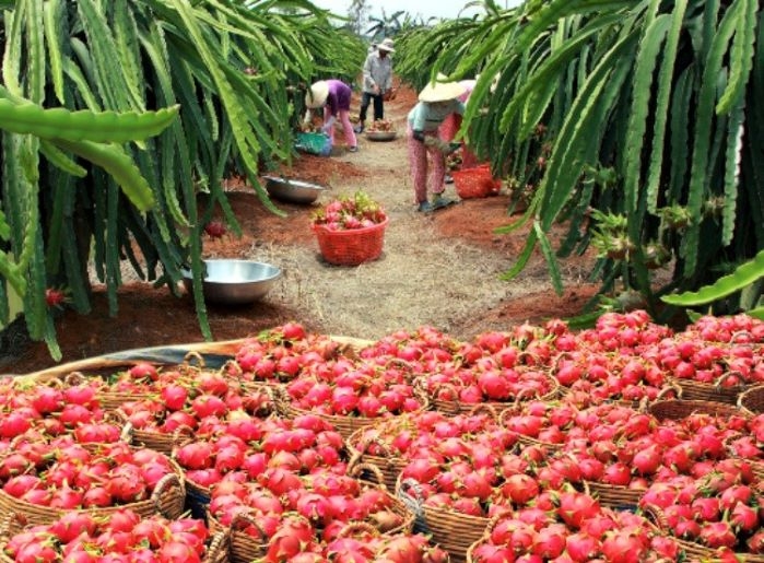 Thị trường tiêu thụ thanh long gặp khó khăn, giá bán giảm mạnh.