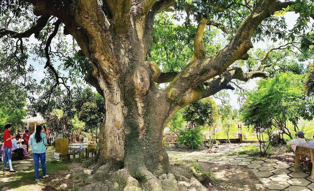 “Cụ xoài” 345 tuổi ở Bạc Liêu gắn với câu chuyện linh thiêng về ông cọp 3 chân.