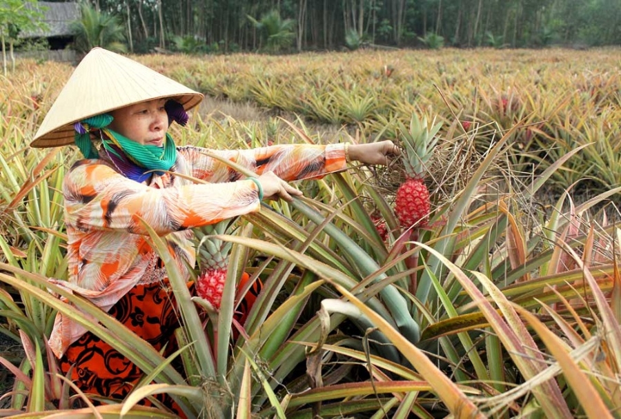 Màu đỏ của khóm son mang ý nghĩa may mắn nên được nhiều người lựa chọn chưng, bày trong mâm ngũ quả dịp Tết.