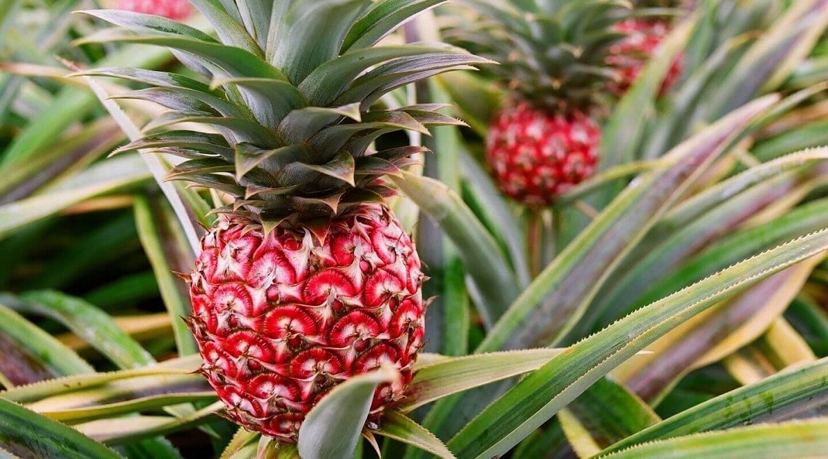 So với dứa thường, dứa son có kích thước nhỏ và ít thịt hơn.