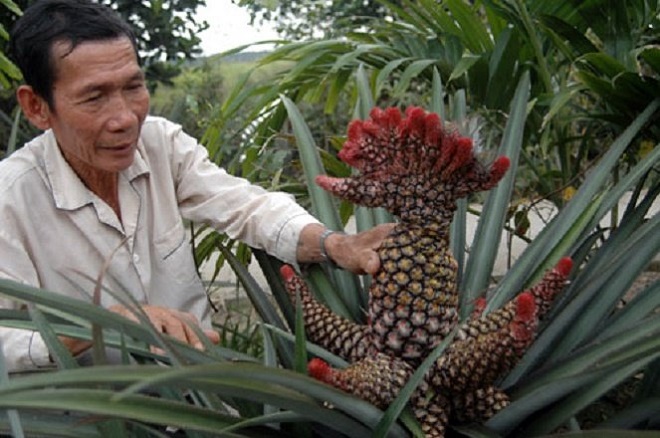 Khóm phụng đạt chuẩn phải có màu sắc đỏ rực rỡ, hình dáng đẹp, có đủ 5 chi trở lên và đầu phải có hình phụng.