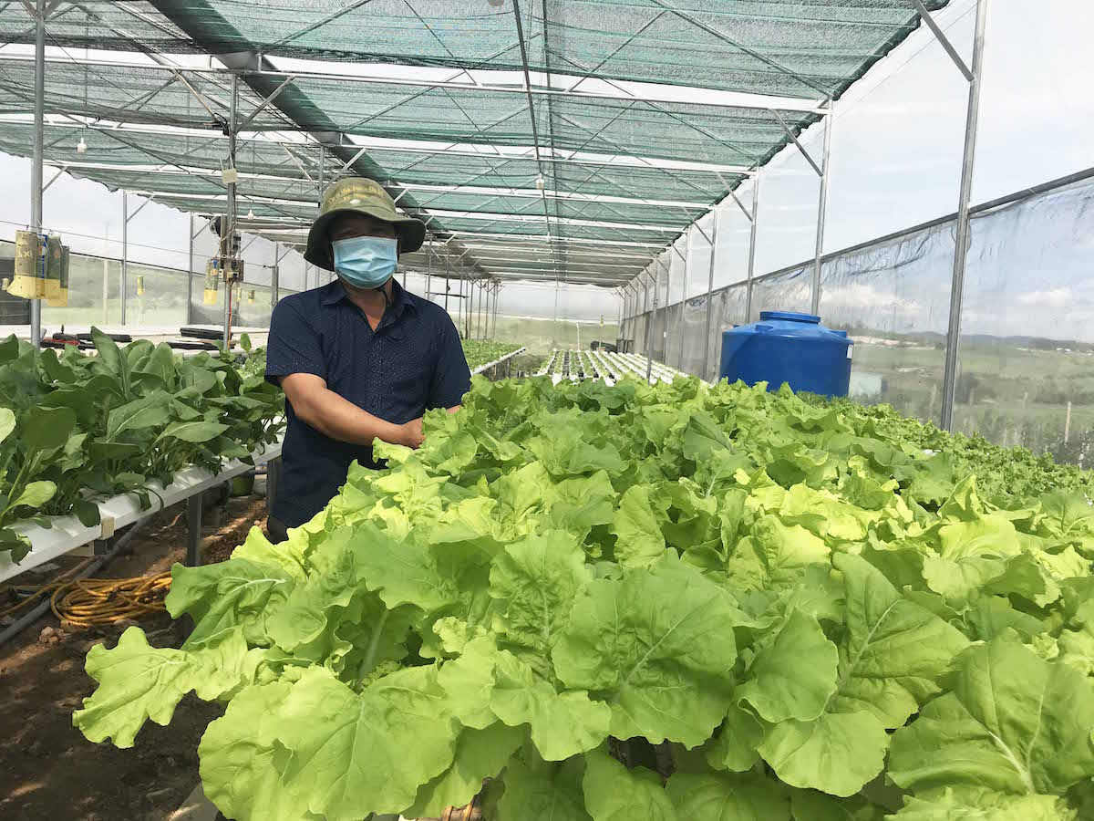 Phó Thủ tướng yêu cầu các Bộ, ngành cần hỗ trợ hợp tác xã, hộ nông dân tận dụng Hiệp định RCEP.