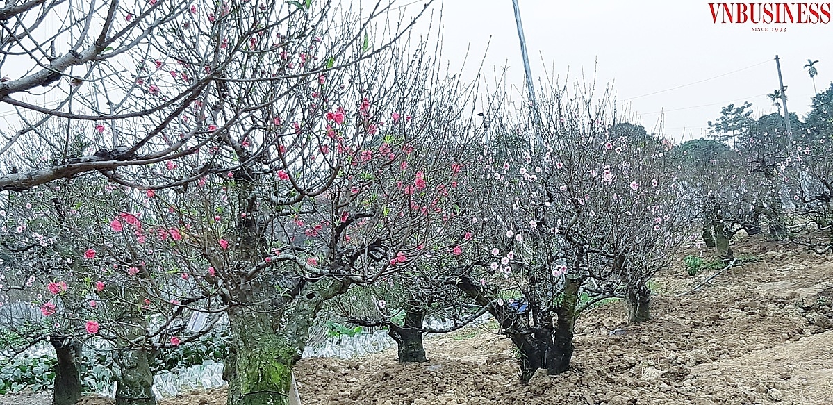 Những gốc đào cổ thụ tại xã Đặng Cương luôn hút khách. (ảnh tư liệu)
