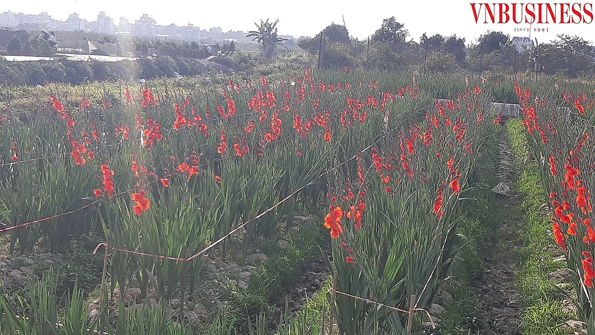 Cuối năm ngoái, do ảnh hưởng của dịch bệnh Covid 19 nên nhiều diện tích trồng hoa, cây cảnh tại huyện An Dương đã không tìm được đầu ra.