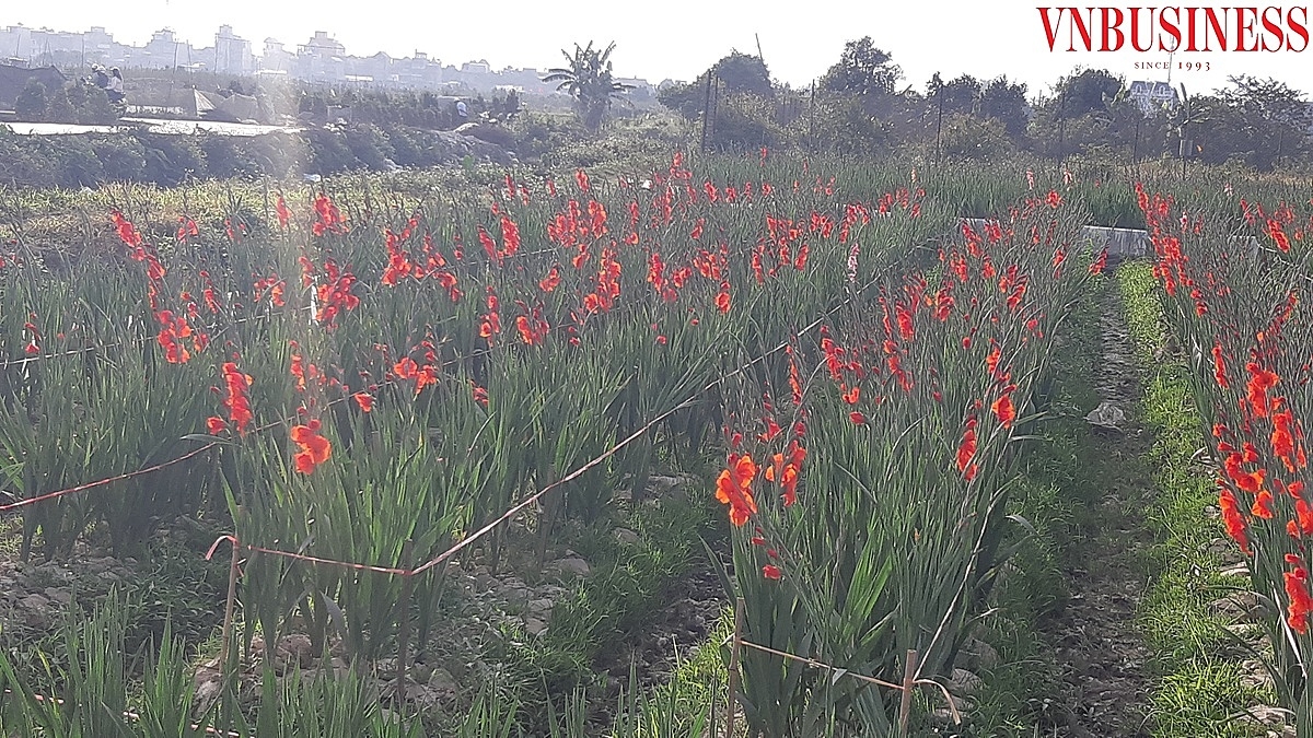 Cuối năm ngoái, do ảnh hưởng của dịch bệnh Covid 19 nên nhiều diện tích trồng hoa, cây cảnh tại huyện An Dương đã không tìm được đầu ra.