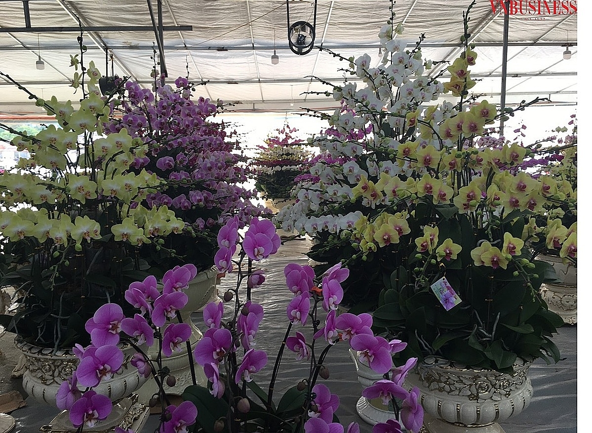 Số lượng hoa lan hồ điệp mà HTX nông nghiệp Hải An nhập khẩu năm nay đã giảm xuống còn khoảng 1/10 so với những năm trước.