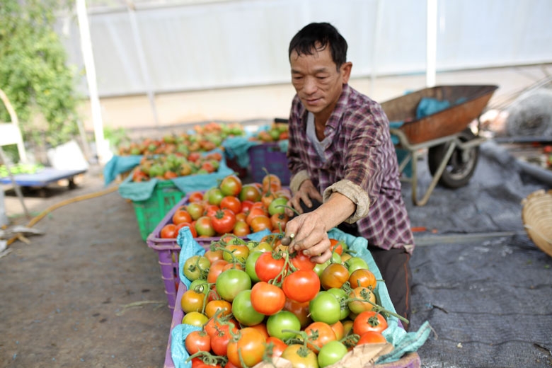Rất nhiều HTX mong muốn nhận được hỗ trợ về vốn để tái đầu tư và phát triển sản xuất.