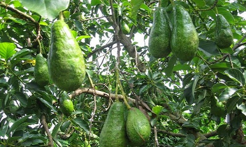 Quả bơ Việt Nam sẽ được cấp đông để xuất khẩu sang Australia.