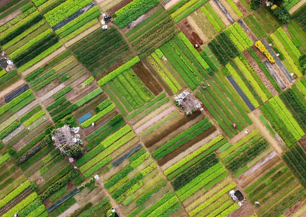 Để phát triển theo chuỗi, đáp ứng nhu cầu thị trường, HTX cần diện tích đất liền bờ, liền thửa quy mô lớn.