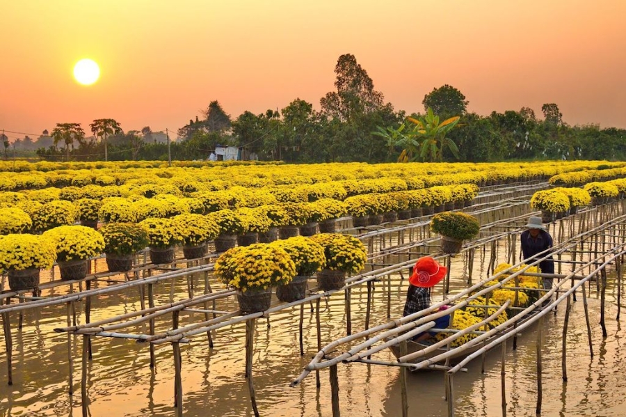 Ở làng hoa Sa Đéc (Đồng Tháp) vào thời điểm gần Tết Nguyên đán 2022 những người trồng hoa vẫn đang hồi hộp về đầu ra - điều chưa từng có trong nhiều năm trở lại đây.