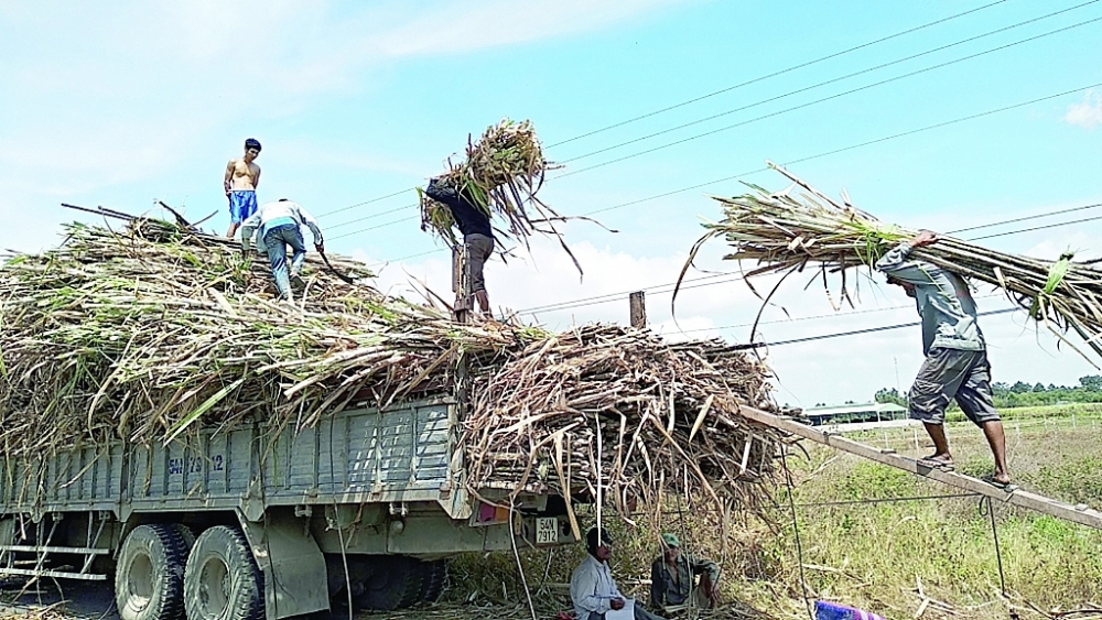 Việt Nam đang có mức chi phí sản xuất 1 tấn đường cao hơn Philippines, Thái Lan. Ảnh Int