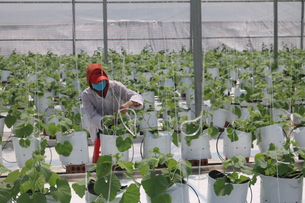 Miễn, giảm thuế, phí, lệ phí phải nộp, gia hạn thời hạn nộp thuế, tiền thuê đất cho doanh nghiệp, hợp tác xã, hộ kinh doanh (Ảnh: Int)