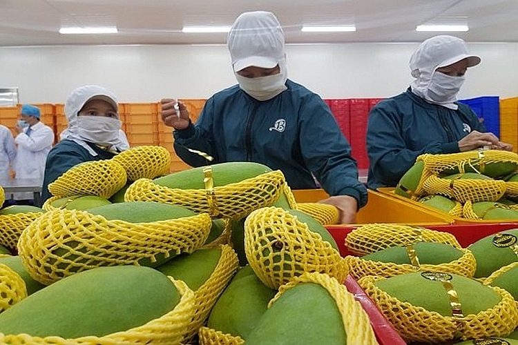 Vnfruit dự tính, nếu tốc độ tăng trưởng xuất khẩu được giữ vững thì mục tiêu xuất khẩu 3,8-4 tỷ USD có thể thành hiện thực.